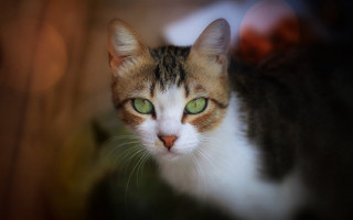 Cat green eyes macro photorealistic - symmetrical eye free wallpaper