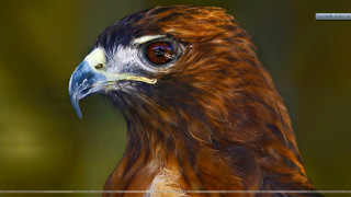 Bird of prey close up 3 - prey free wallpaper