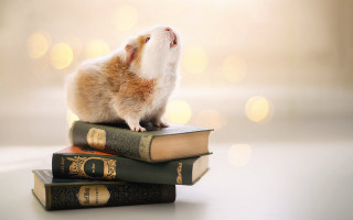 Hamster stack books blurry lights - book free wallpaper for desktop