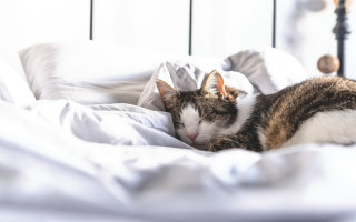 Cat sleeping white sheets black - white sheet and pillows free wallpaper