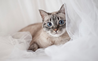 Blue eyes cat laying on - a white sheet free wallpaper