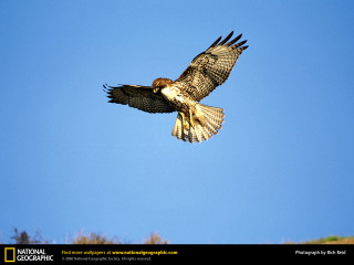 Bird flying wings spread wide 2 - david martin free wallpaper
