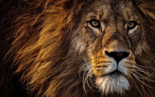 Lion closeup wildlife naturalism blurry - a lion free wallpaper for desktop