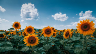 Sunflower field blue sky clouds 5 - summer vibrancy free wallpaper