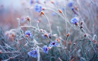 Frosted flowers winter ice reflection - a field of flowers free wallpaper
