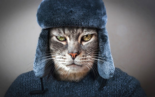 Cat blue hat coat portrait - a blue coat free wallpaper