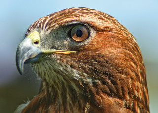 Bird prey closeup blue sky - prey free wallpaper