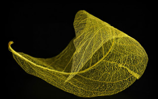 Yellow leaf black background fine - dorothea braby free wallpaper
