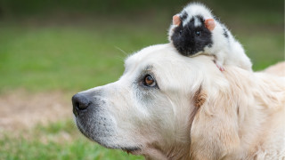 Shiba inu dog cat on - its head in free wallpaper