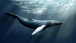 Humpback whale underwater cloudy sky - ocean free wallpaper for desktop