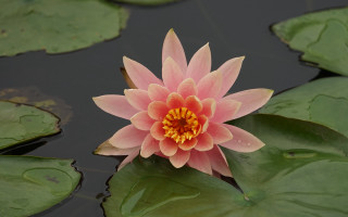Pink flower pond lilies ecological - water lily free wallpaper