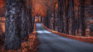Forest road autumn leaves blurry - a road in the middle of a forest free wallpaper