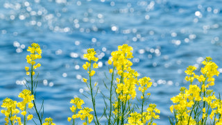 Yellow flower water bubbles sunny - bubble free wallpaper