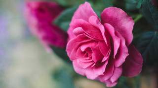 Pink rose vase bloom macro - the stem free wallpaper