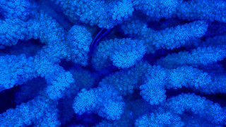 Blue coral corals bioluminescent holography - bioluminescence free wallpaper