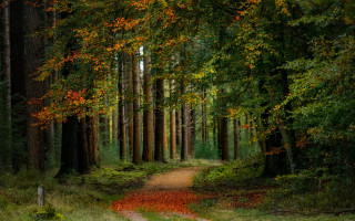 Dirt road forest autumn leaves - the ground and a path free wallpaper
