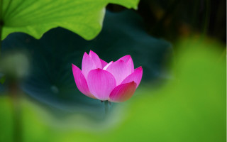 Pink lotus flower macro green - a green leafy background free wallpaper