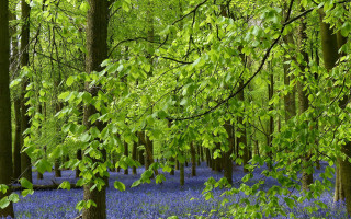 Bluebells forest trees green leaves - david brewster free wallpaper