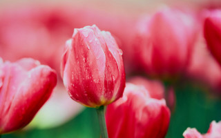 Red flowers water droplets macro 3 - a green background and a blurry background free wallpaper