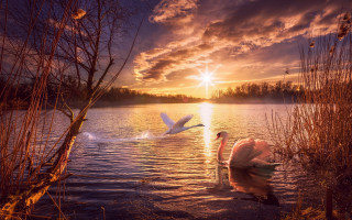 Sunset feeding swan mountains city - evening free wallpaper