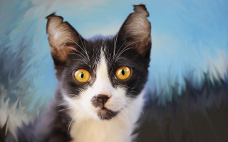 Black white cat yellow eyes 2 - symmetrical eye free wallpaper