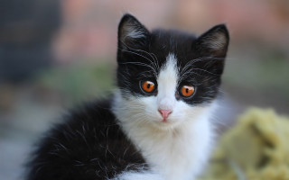 Black white kitten orange eyes - orange eye free wallpaper