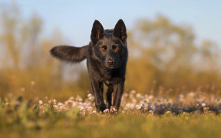 Black dog running flower field - a black dog free wallpaper