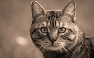 Sad cat black white shiba - ascii art free wallpaper