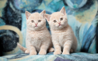 Kittens couch blue background floral 2 - andor basch free wallpaper