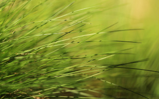 Bamboo leaf ecological art macro - a close up of a plant free wallpaper