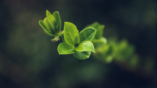 Green leafy plant macro shallow - visible free wallpaper