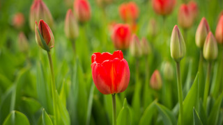 Red tulip green grass bokeh - other flower free wallpaper