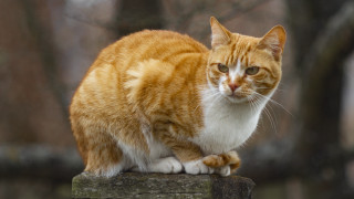 Cat orange woodenpost park blurry - the background and a blurry background free wallpaper