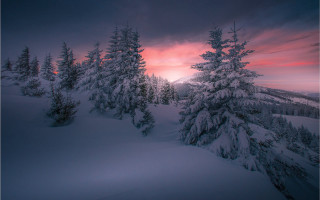 Snowy landscape trees sunset pink - a pink sky free wallpaper
