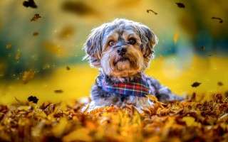 Dog scarf leaves fall animals - a dog free wallpaper