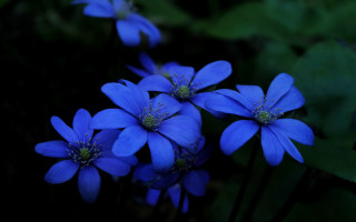 Blue flower butterfly leaves macro 2 - a green leafy area free wallpaper