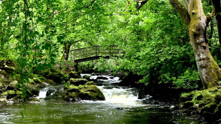 Small bridge stream forest green - alexander johnston free wallpaper