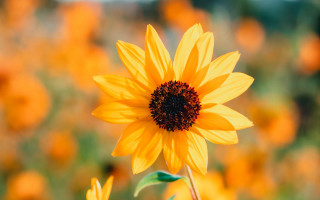 Sunflower yellow flowers orange bokeh - orange flower free wallpaper for desktop