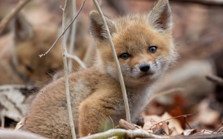 Small fox cub in woods - the wood free wallpaper