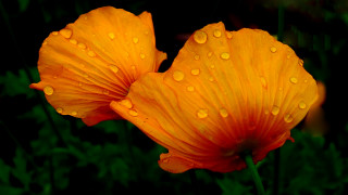 Orange flowers water droplets macro - ammi phillips free wallpaper