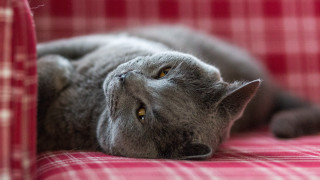 Gray cat red couch eyes - a gray cat free wallpaper