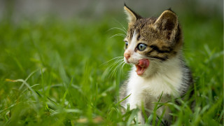 Kitten tongue out grass nature - its mouth open free wallpaper