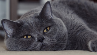Gray cat sad portrait animal - a gray cat free wallpaper