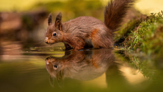 Squirrel water reflection grass blue - a squirrel free wallpaper for desktop