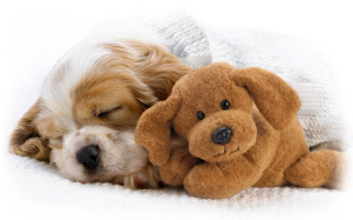 Dog sleeping stuffed animal blanket - toy free wallpaper for desktop