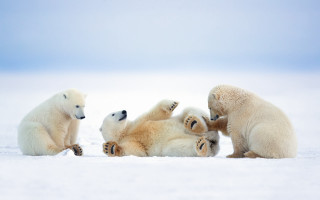 Polar bears playing snow jigsaw - polar free wallpaper