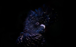Black bird blue white holography - a black bird free wallpaper