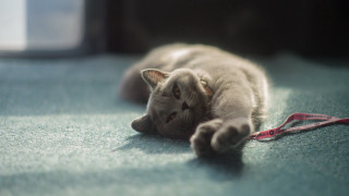 Cat leash window floor tilt - 8 5 mm f 1. free wallpaper