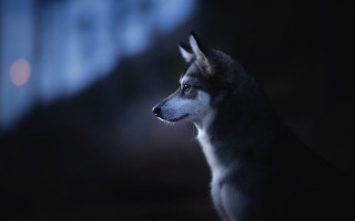 Dog moonlit animal portrait blurry - caspar wolf free wallpaper