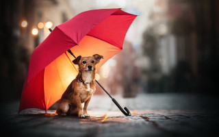 Dog under umbrella rain shiba - its head free wallpaper